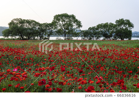 Korean wildflowers 66836616