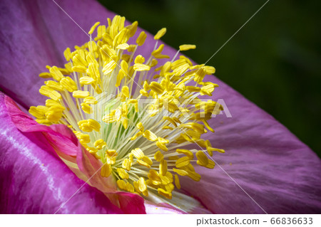 韓國野花 66836633