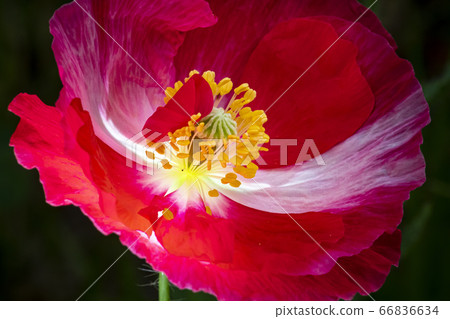 韓國野花 韓國野花 66836634