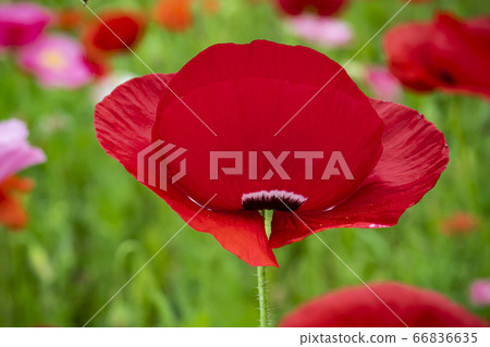 韓國野花 66836635