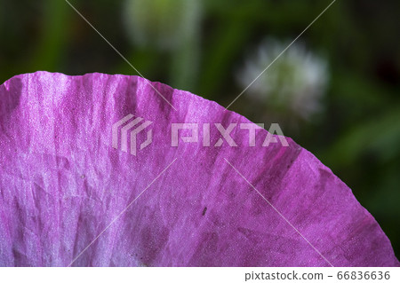 Korean wildflowers 66836636