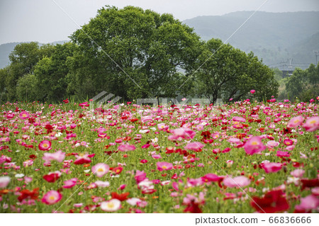 Korean wildflowers Korean wildflowers 66836666