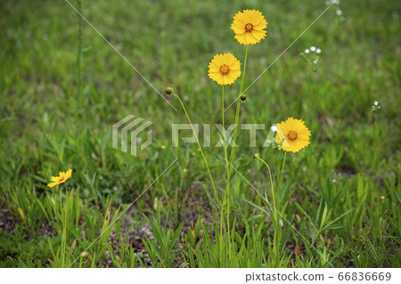 Korean wildflowers 66836669