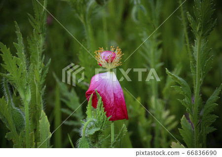 Korean wildflowers Korean wildflowers 66836690