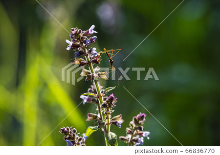 Korean wildflowers Korean wildflowers 66836770