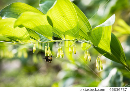 韓國野花 韓國野花 66836787