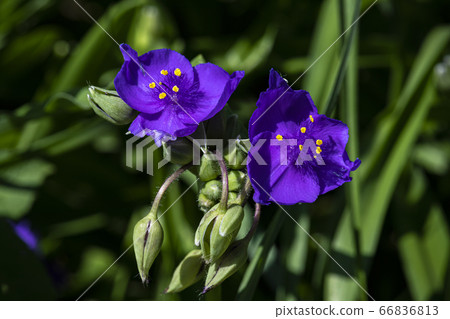 韓國野花 66836813