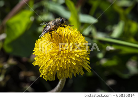 Korean wildflowers 66836814