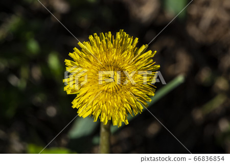 韓國野花 66836854