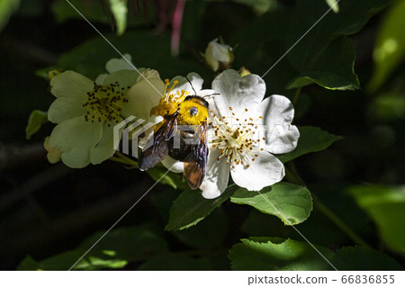 韓國野花 66836855