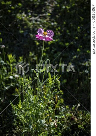 Korean wildflowers 66836867