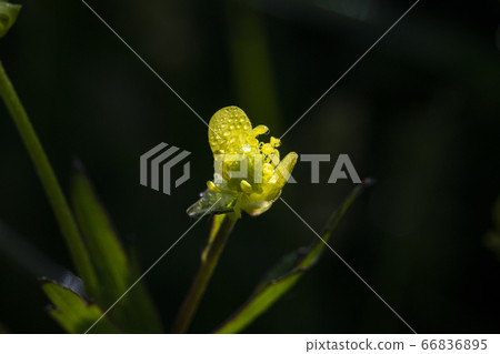 Korean wildflowers 66836895