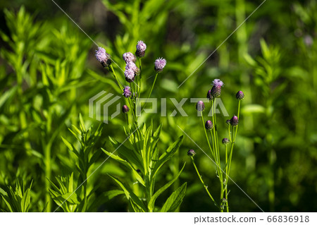 韓國野花 66836918