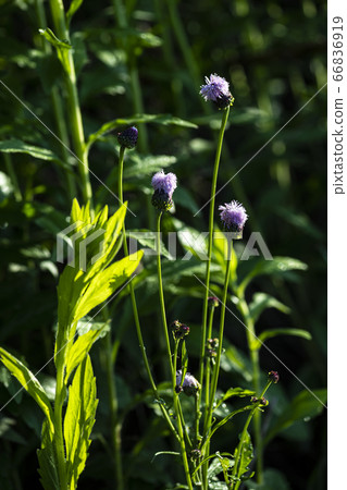 韓國野花 66836919