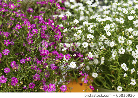 韓國野花 66836920
