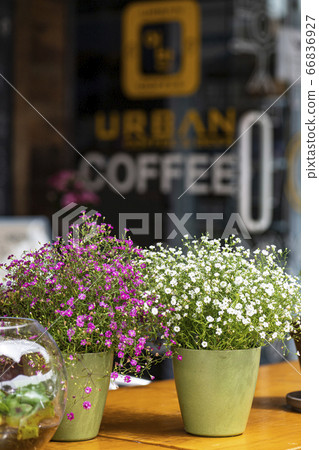 Korean wildflowers Korean wildflowers 66836927