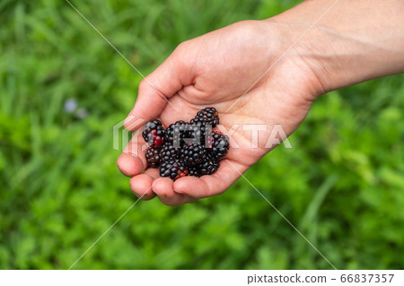 A handful of ripe blackberry in a female hand 66837357