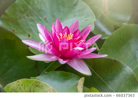 Pink water lily flower, Nymphaea lotus Pink water lily flower, Nymphaea lotus 66837363