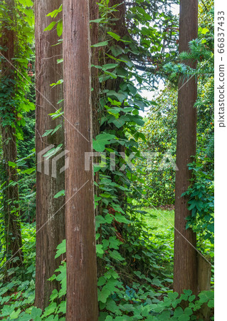 Straight trunks of evergreen trees Cryptomeria. 66837433