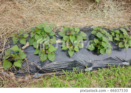 在菜園裡種植紅薯 66837530