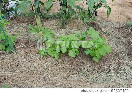 在菜園裡種植秋葵 66837531