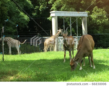 Eland and giraffe 66838006