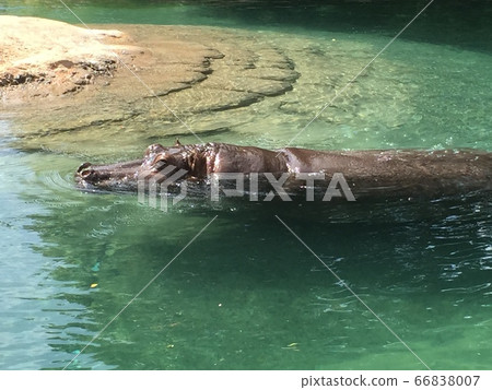 Hippopotamus 66838007