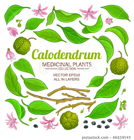 calodendrum elements set 66839545