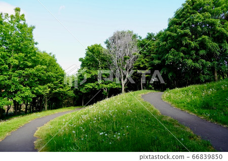 Climb the view mountain in the starry green area 66839850