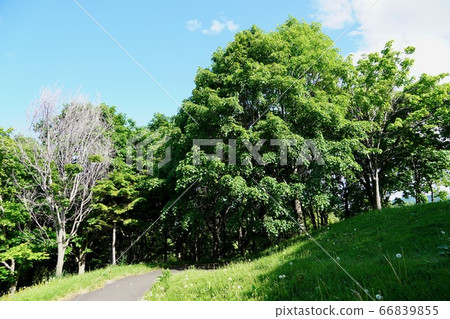 Climb the view mountain in the starry green area 66839855