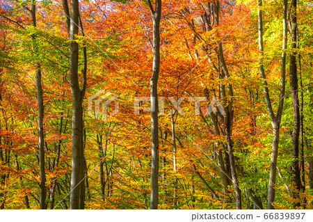 Forest with trees in autumn. 66839897