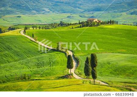 Landscape with a cypresses lined path near Pienza Landscape with a cypresses lined path near Pienza 66839948
