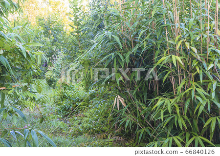 Lush greens background on sunny day Lush greens background on sunny day 66840126
