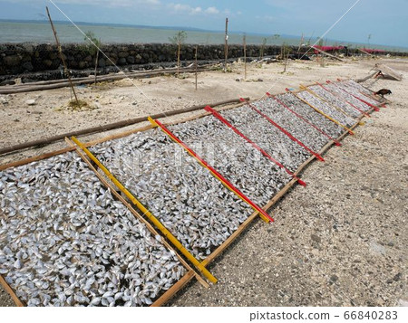 在泗水(印度尼西亞)海岸製作的魚乾 在泗水(印度尼西亞)海岸製作的魚乾 66840283