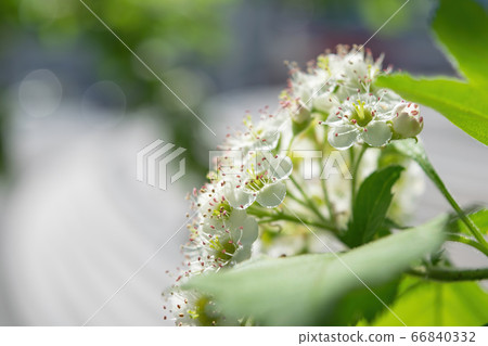 Branch of a tree with white flowers 66840332