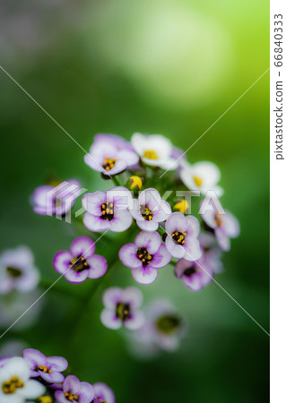 Flowers are alyssum close-up 66840333