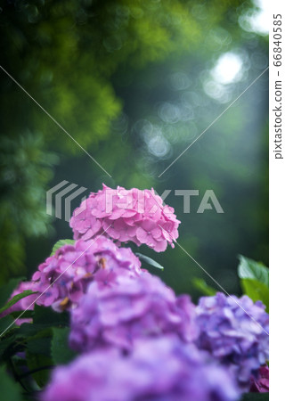 hydrangea   66840585