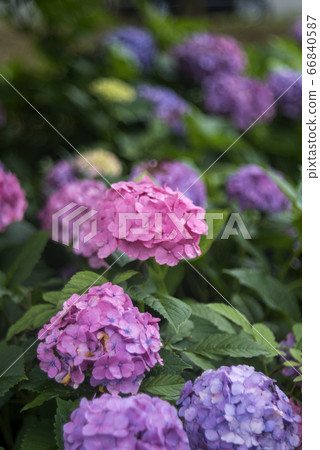 hydrangea hydrangea 66840587