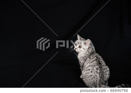 young Scottish straight striped grey cat sitting young Scottish straight striped grey cat sitting 66840798