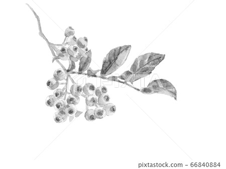 Blueberry monotone with leaves [watercolor ink painting] 66840884