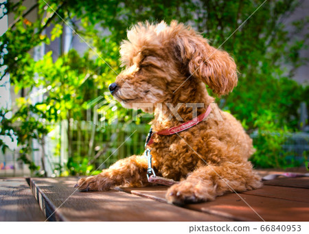 初夏的下午，一隻玩具貴賓犬在花園放鬆 66840953