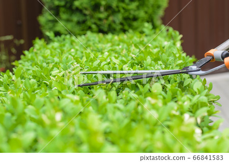 Hands are cut bush clippers in garden 66841583