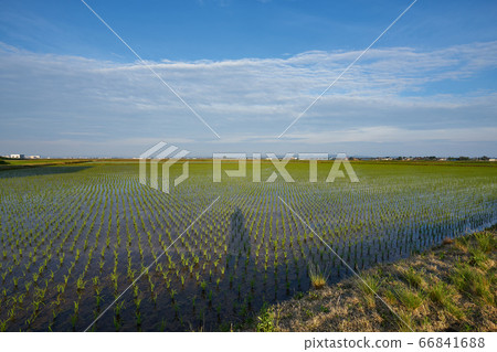 Paddy field in Tsubame City, Niigata Prefecture 66841688