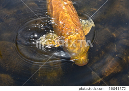 鯉魚 鯉魚 66841872