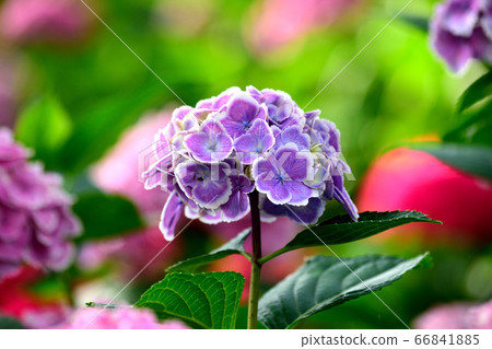 Purple Hydrangea Mimuroto Purple Hydrangea Mimuroto 66841885