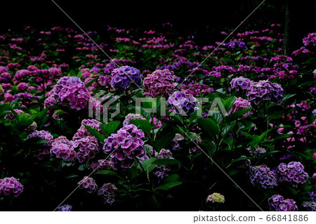 Purple Hydrangea Mimuroto Purple Hydrangea Mimuroto 66841886