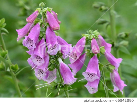 Cute flower 66841890