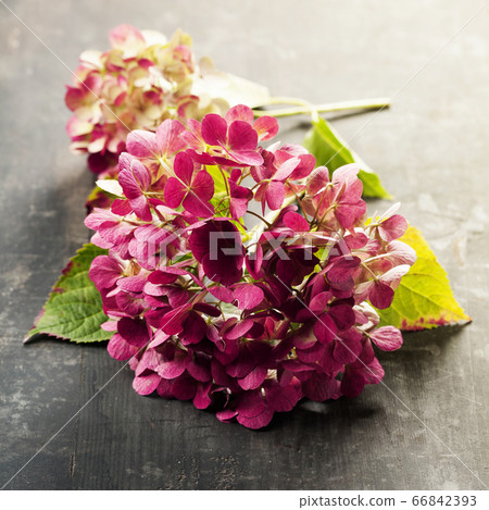 pink hydrangea on a old wooden background pink hydrangea on a old wooden background 66842393