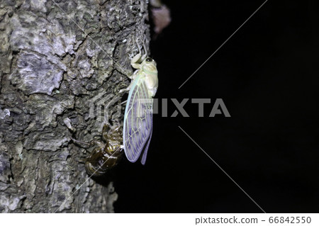 蟬的出現 66842550