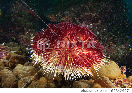 隸屬貓頭鷹 隸屬貓頭鷹 66842607